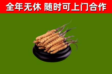 黄浦烟酒回收冬虫夏草.jpg